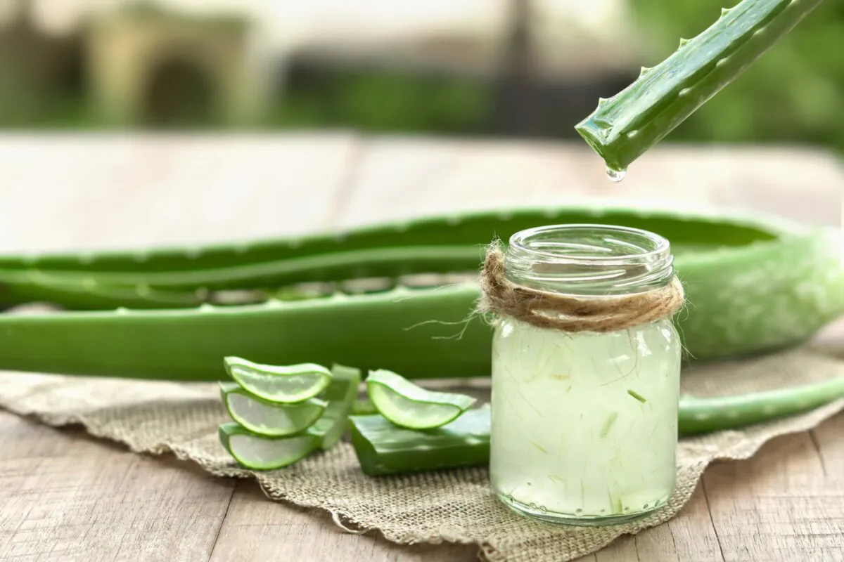aloe-vera-folhas-cortadas-gel-de-babosa-para-que-serve-1200x800